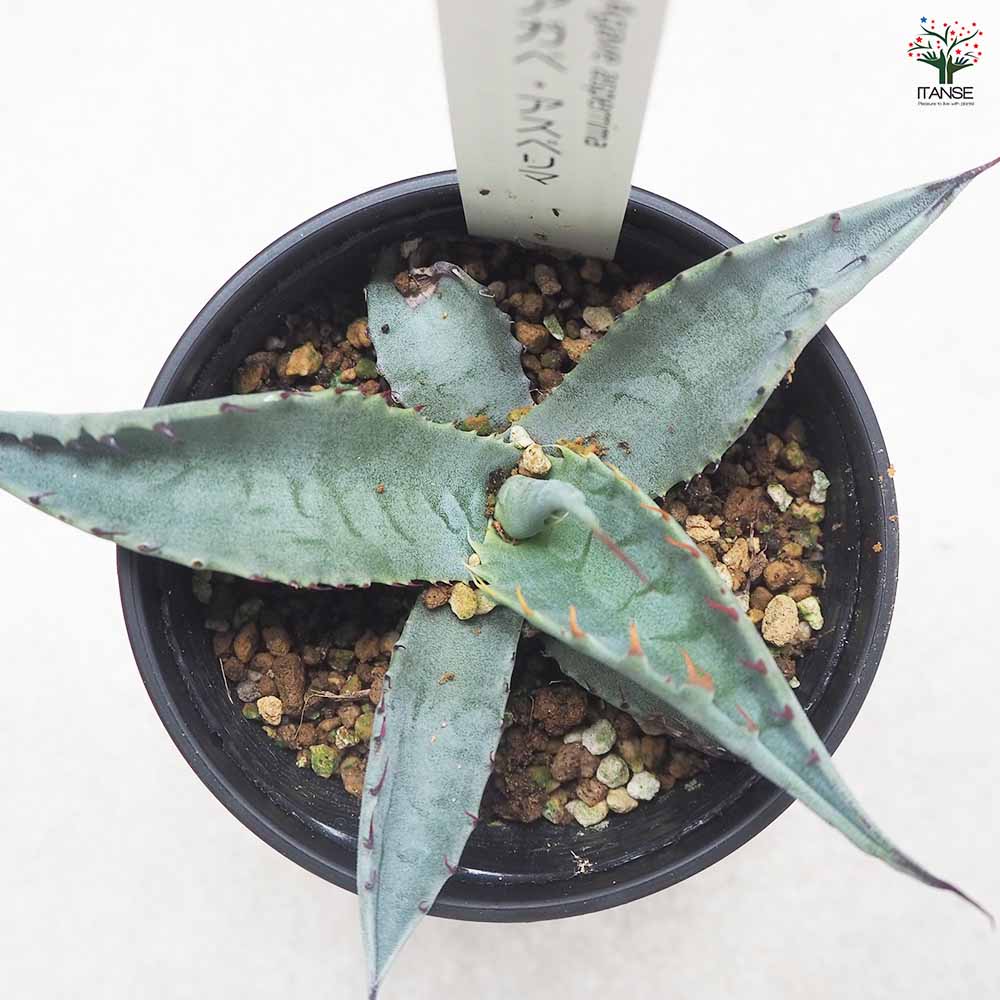 アガベ アスペリマ 【多肉植物 3.5号／1個売り】｜ 【植物の