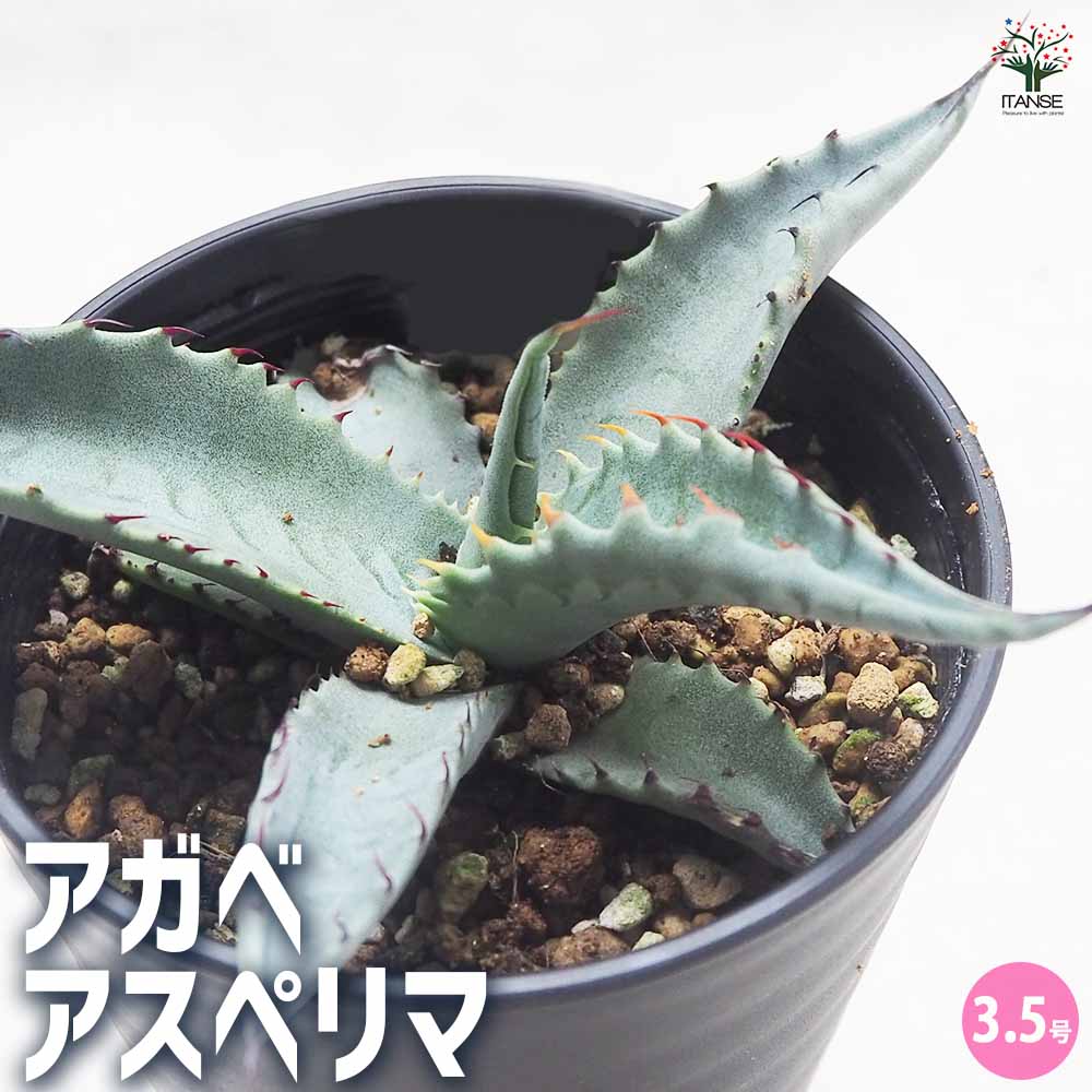 【鉢植え・送料込】アガベ アメリカーナ「青の竜舌蘭」沖縄育ち 鉢植え・送料込】アガベ アメリカーナ「青の竜舌蘭」沖縄育ち