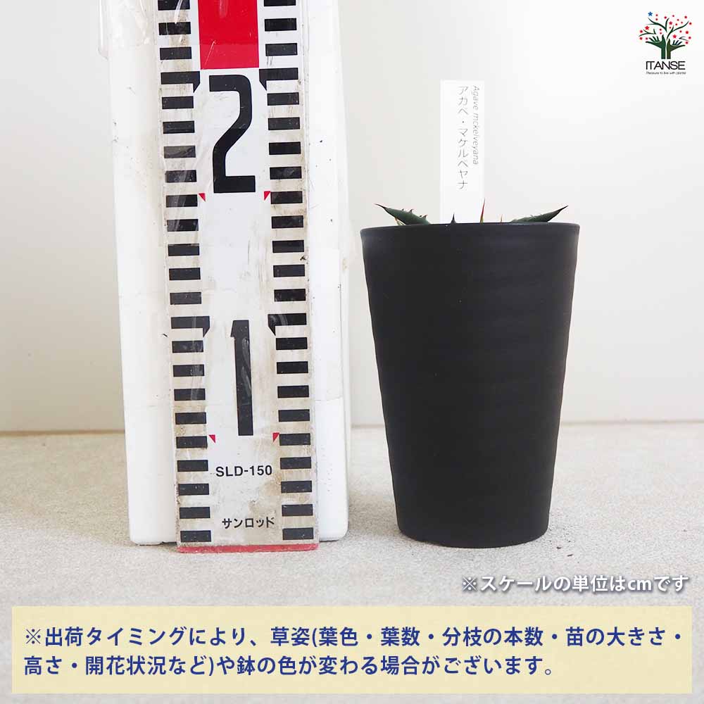 アガベ マケルベヤナ 【多肉植物 3.5号／1個売り】｜ 【植物の
