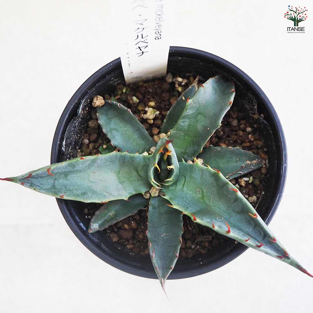 アガベ マケルベヤナ 【多肉植物 3.5号／1個売り】｜ 【植物の
