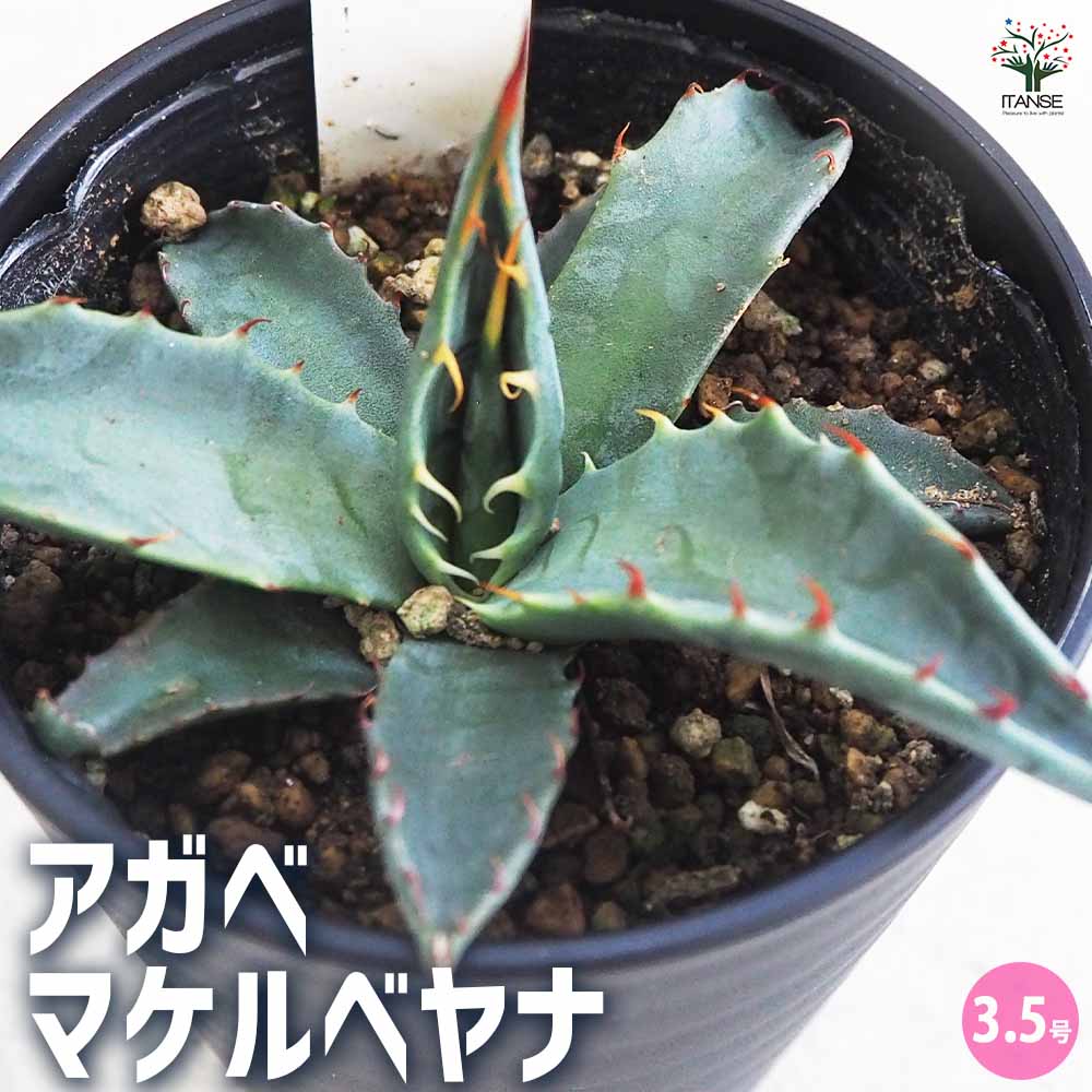 アガベ マケルベヤナ 【多肉植物 3.5号／1個売り】｜ 【植物の