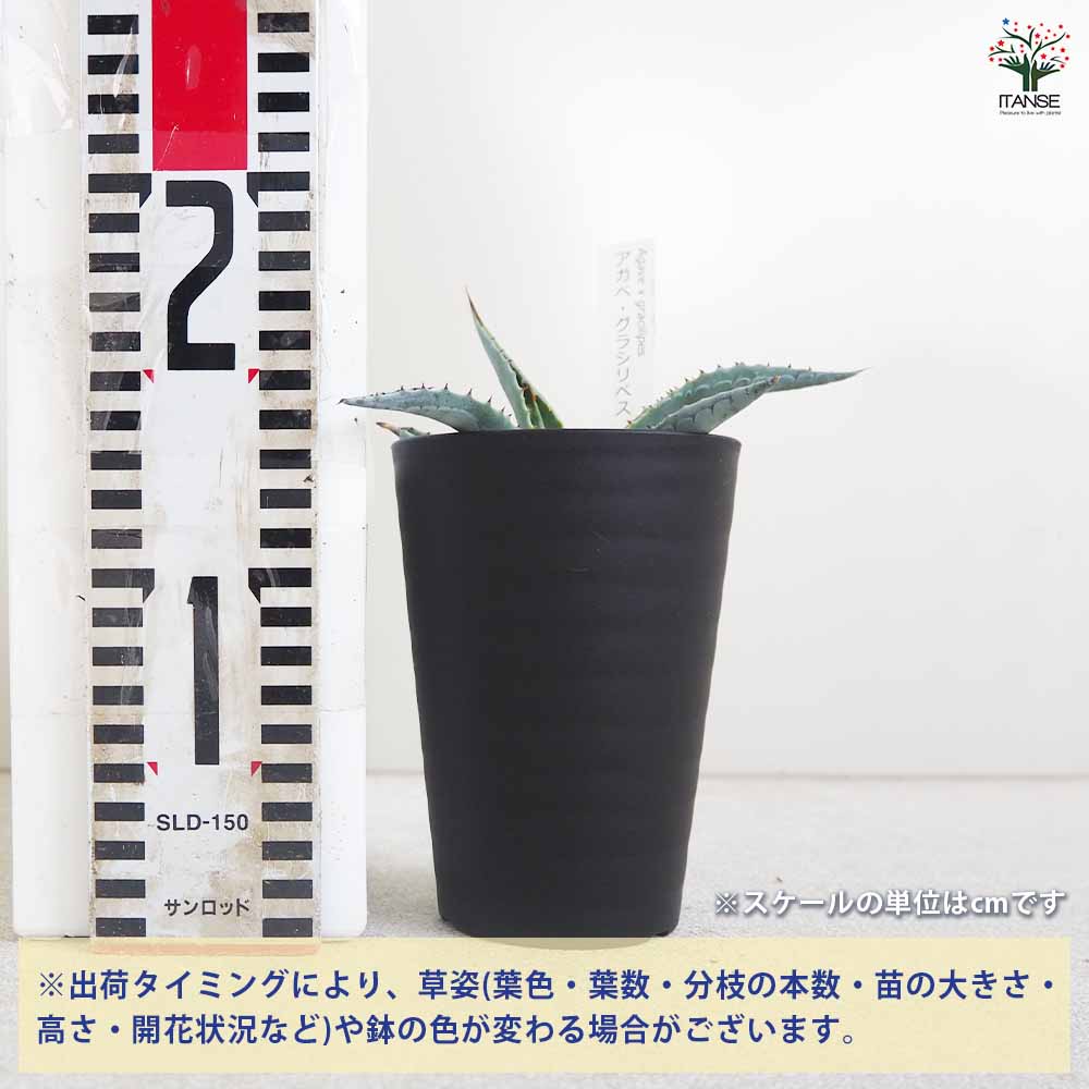 アガベ グラシリペス 【多肉植物 3.5号／1個売り】｜ 【植物の