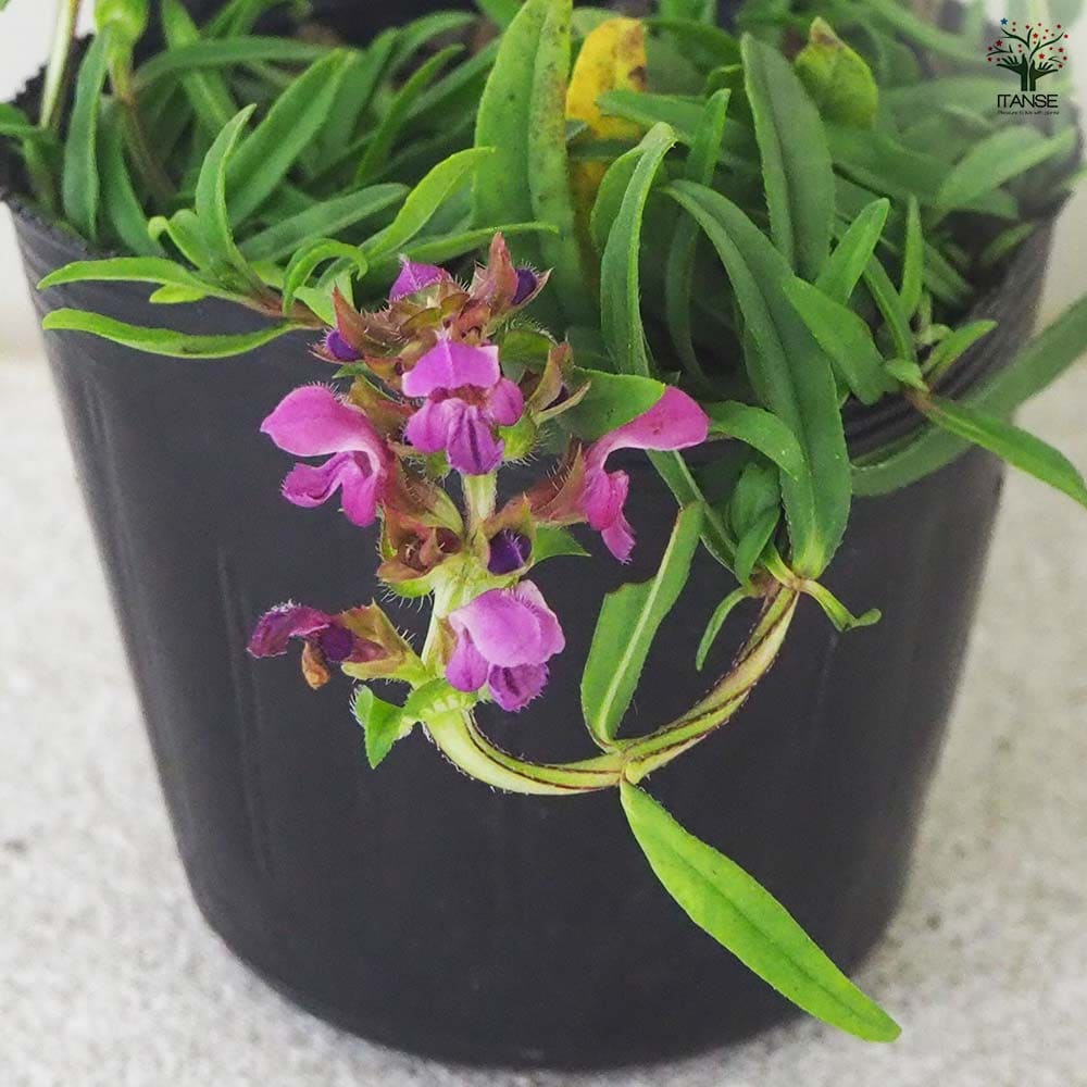 プルネラ(ミヤマウツボグサ) 【花苗 2.5号】｜ 【植物のITANSE