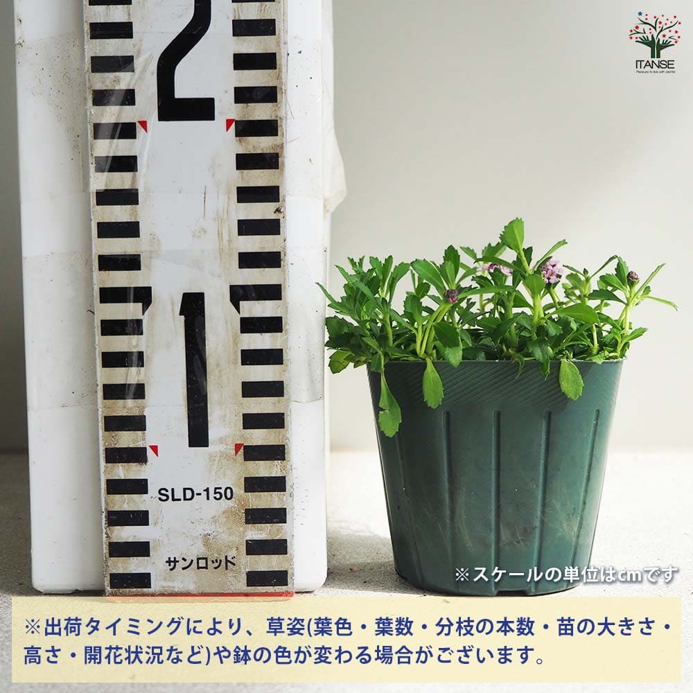姫イワダレ草(ヒメイワダレソウ)【花苗 3号ポット】｜ 【植物の
