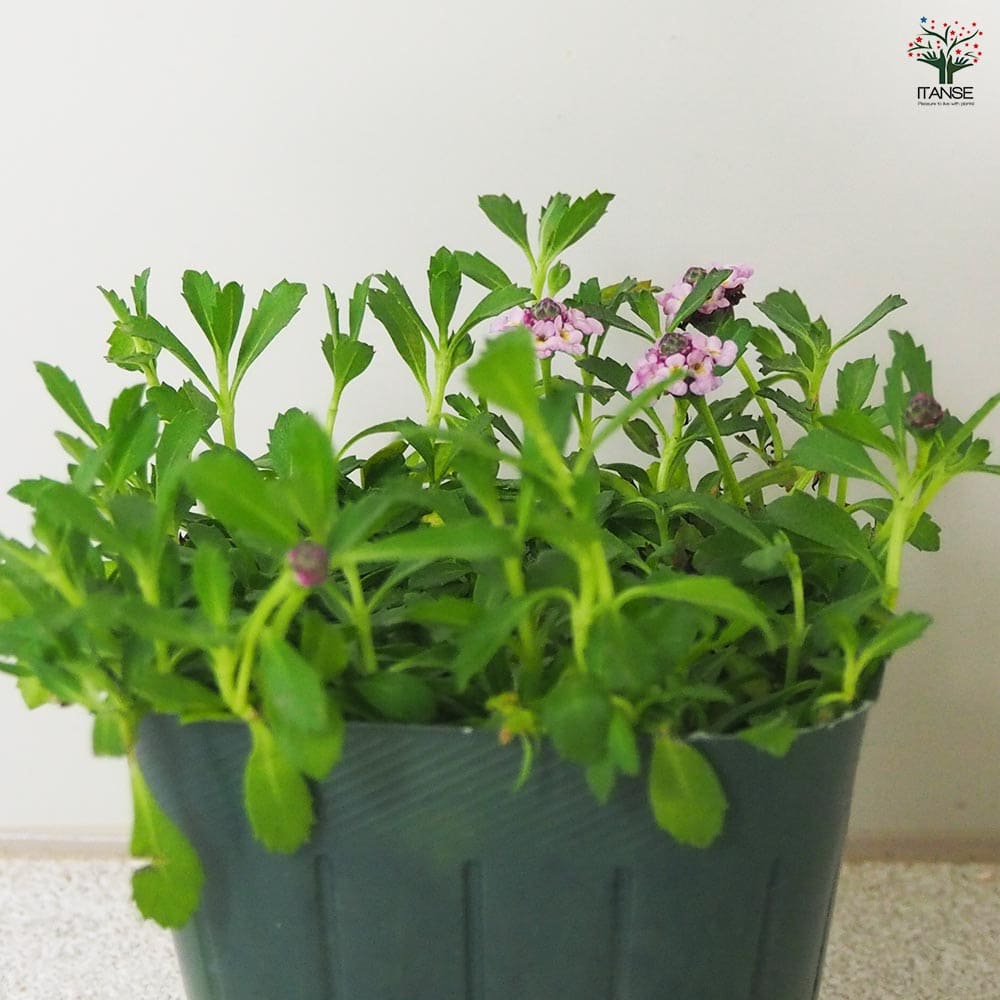 リピア（ヒメイワダレソウ）35ポット