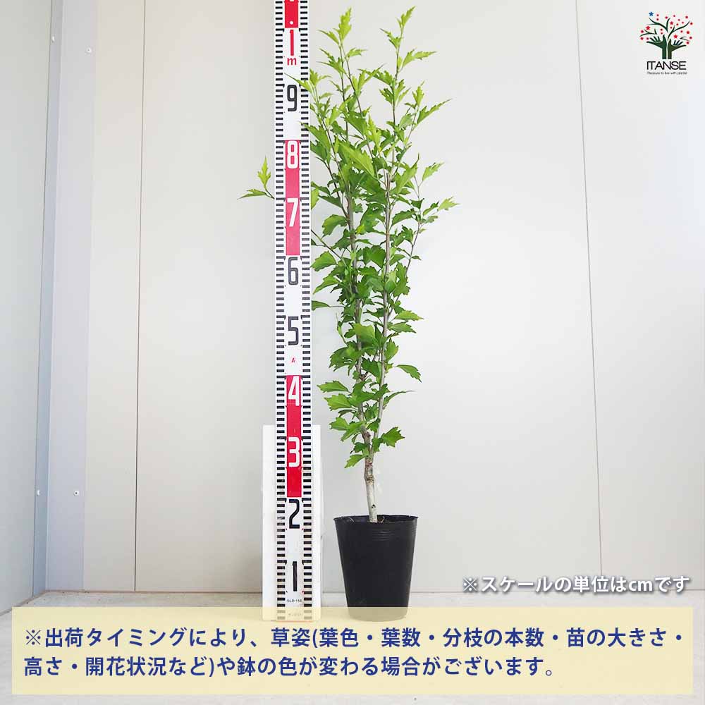 ムクゲ ローズオブシャロン パープルピュラー 【花苗 5号ポット／1個