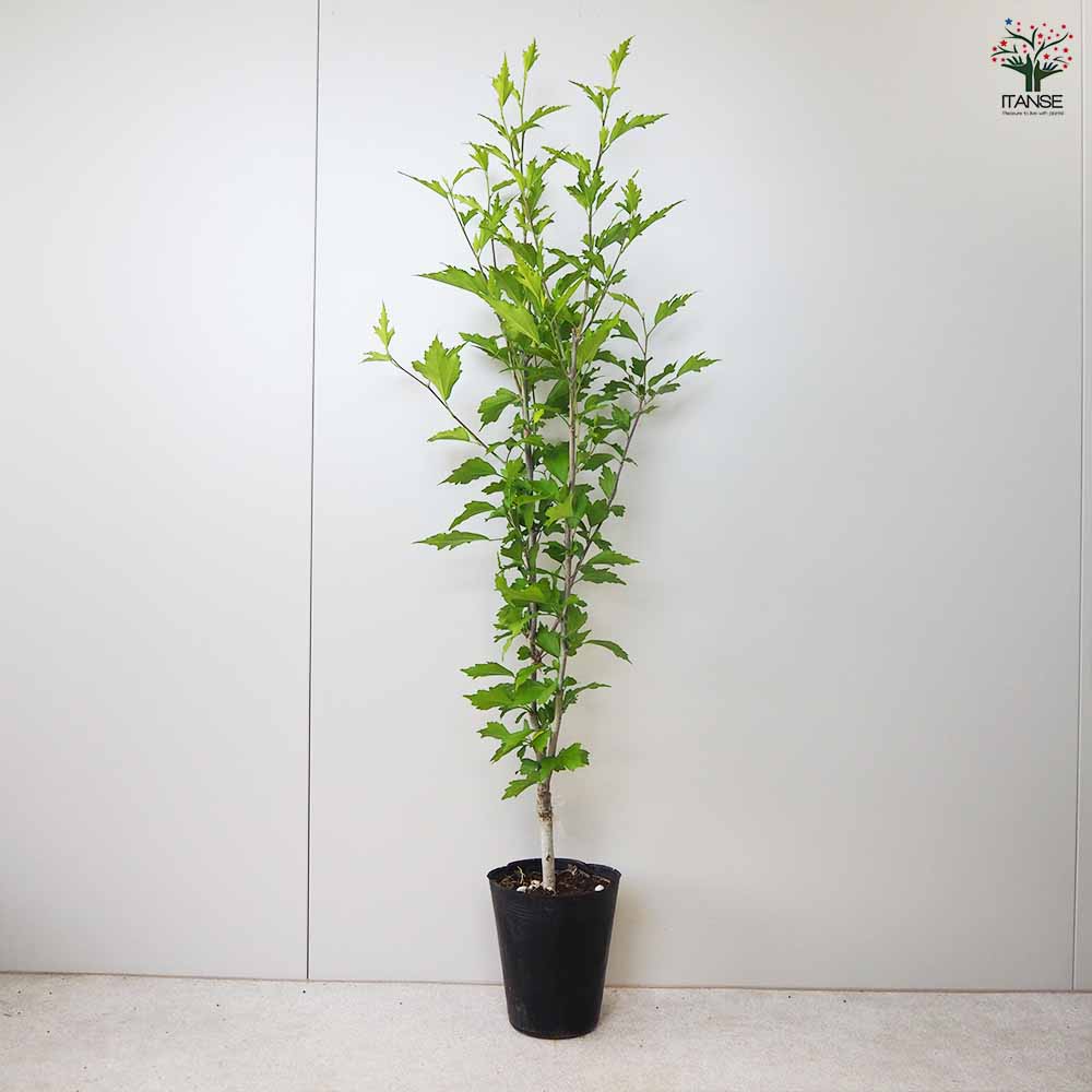 ムクゲ ローズオブシャロン パープルピュラー 【花苗 5号ポット／1個