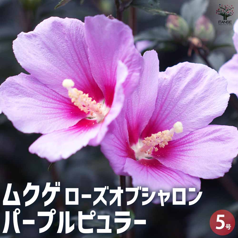 ムクゲ ローズオブシャロン パープルピュラー 【花苗 5号ポット／1個 