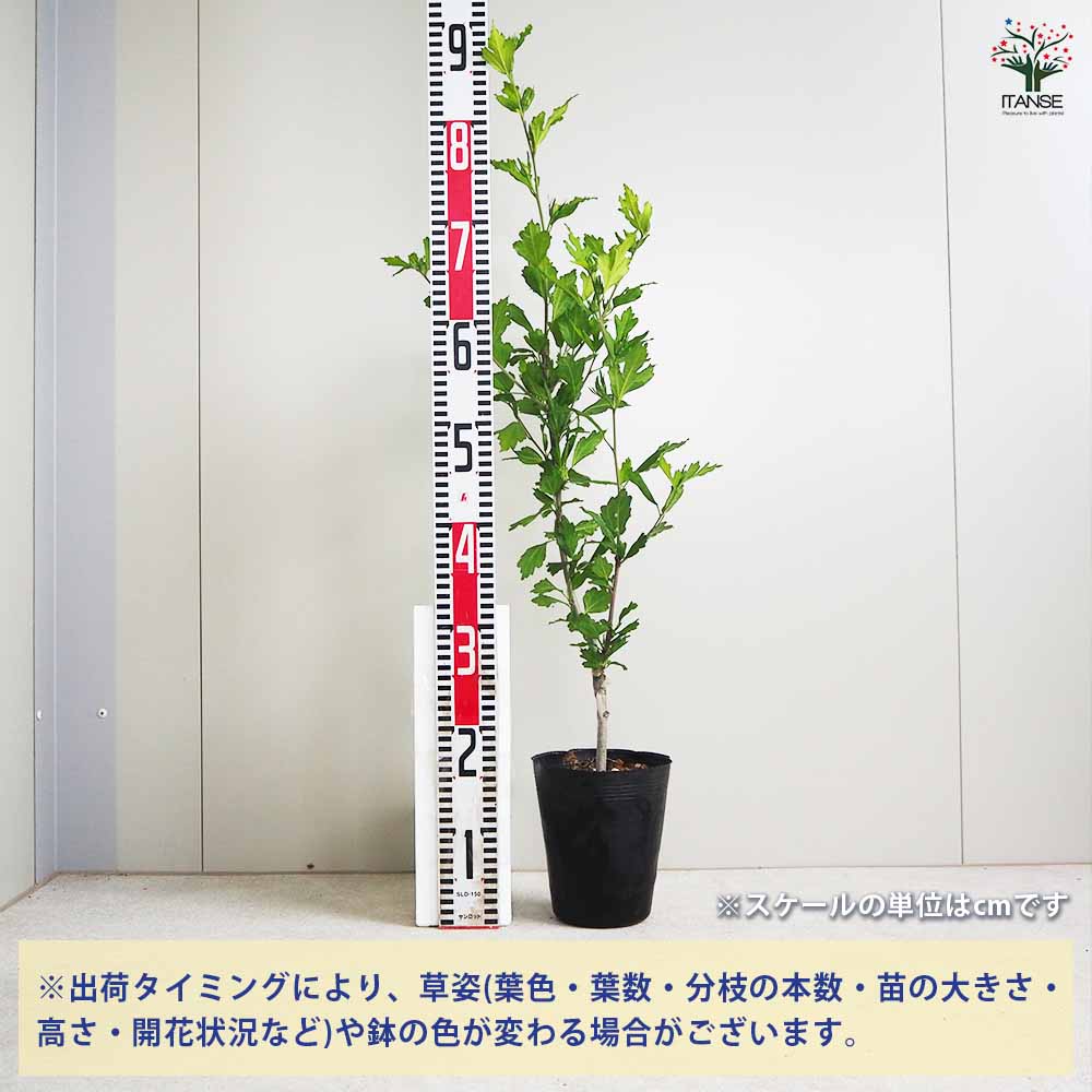 ムクゲ ローズオブシャロン マリーナ 【花苗 5号ポット／1個売り