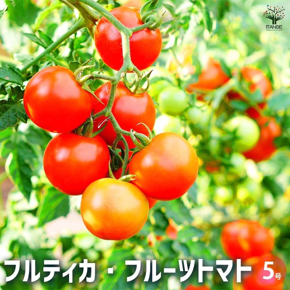 トマトの苗 フルティカ・フルーツトマト 【野菜の苗 5号ポット／1個売り】