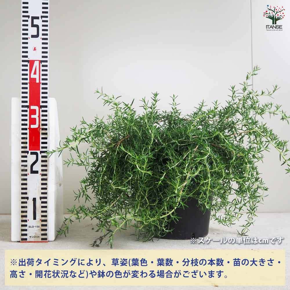 ローズマリー 這性 【ハーブの苗 7号ポット／1個売り】｜ 【植物の  
