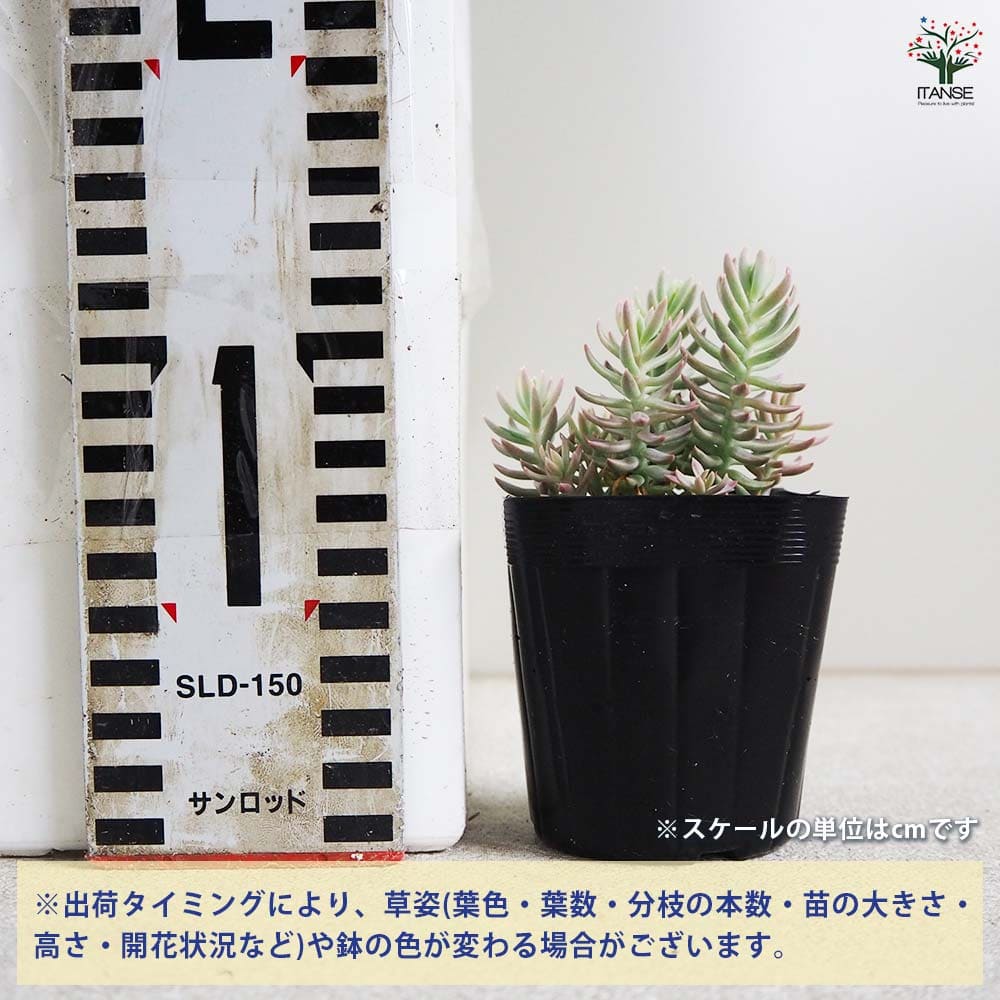 セダム カメレオン 斑入り 【多肉植物 2.5号ポット】｜ 【植物の