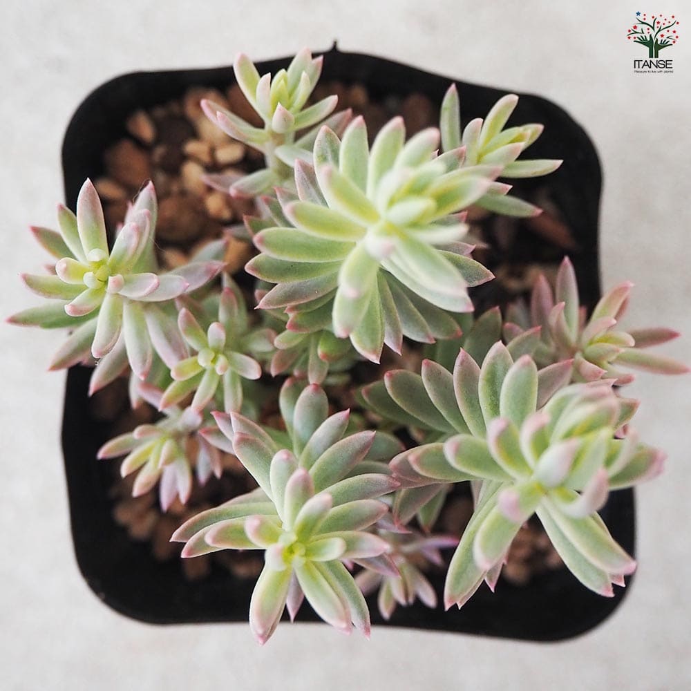 セダム カメレオン 斑入り 【多肉植物 2.5号ポット】｜ 【植物の