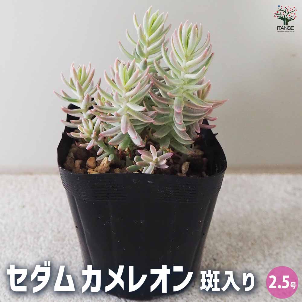 セダム カメレオン 斑入り 【多肉植物 2.5号ポット】｜ 【植物の