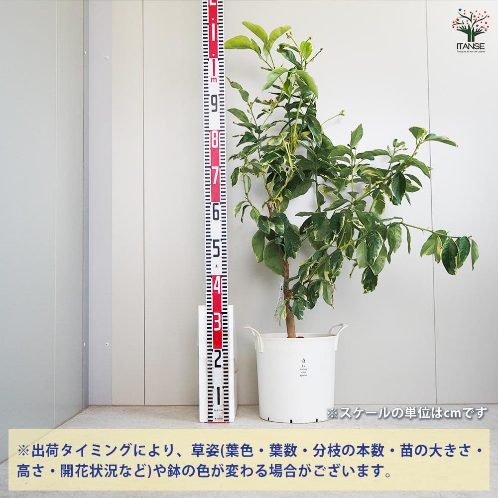 追加商品画像