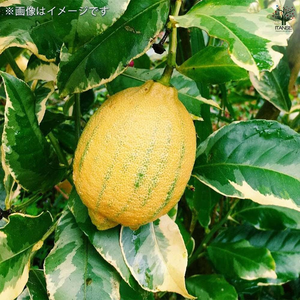 追加商品画像