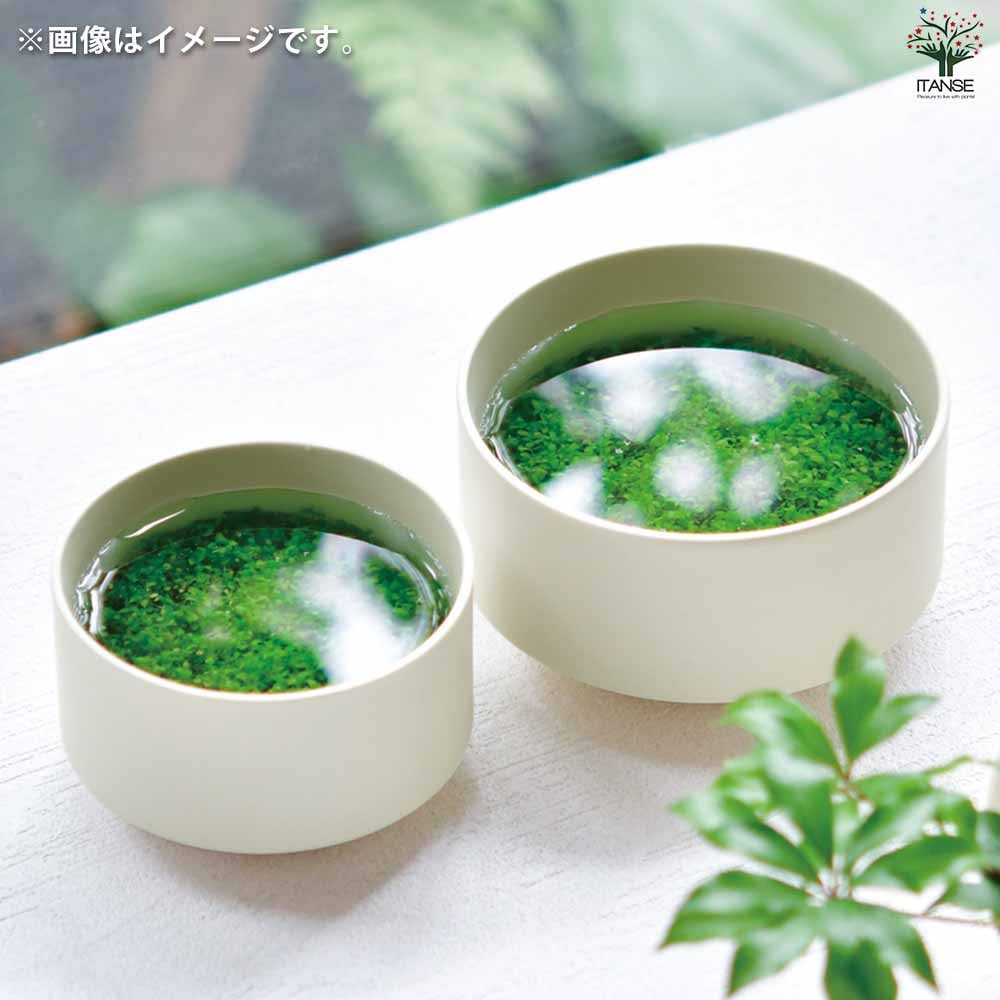 栽培セット 水草碗 【Mサイズ／1個売り】｜ 【植物のITANSE