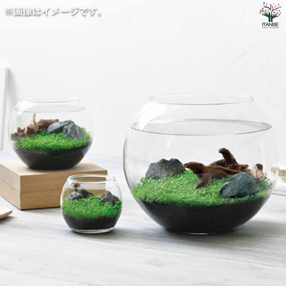 水草育成用品 一式 栽培セット 育てる水草 【Sサイズ／1個売り】｜ 【植物のITANSE