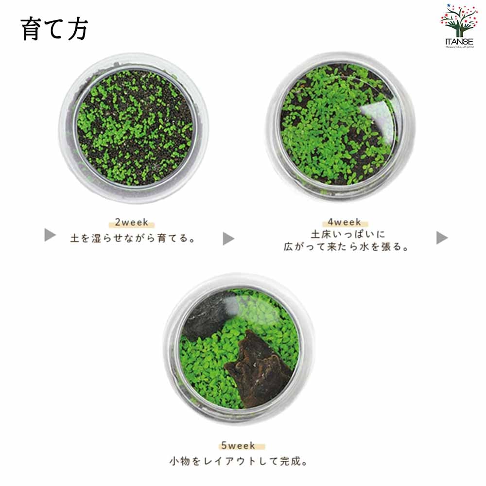 水草育成 antaeus7toy 栽培セット 育てる水草 【Lサイズ／1個売り】｜ 【植物の