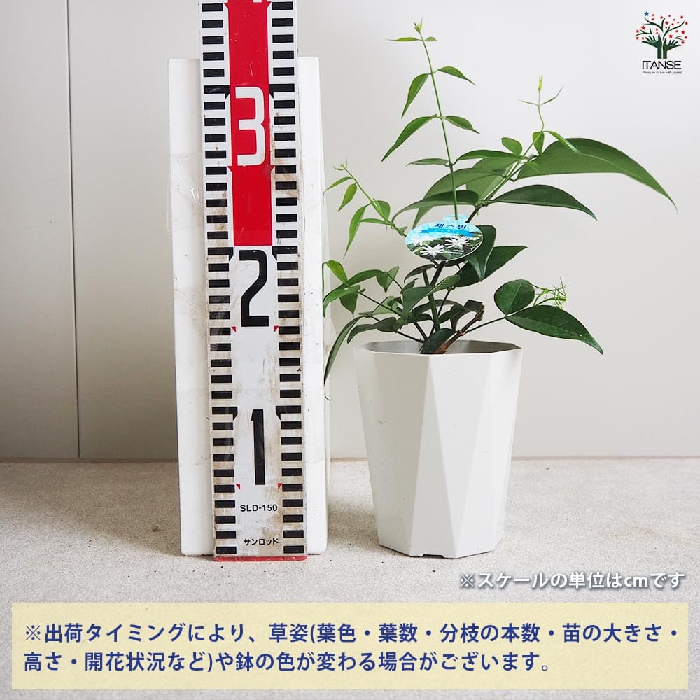 ジャスミン エンジェルウィング 【花苗 4号鉢】｜ 【植物の