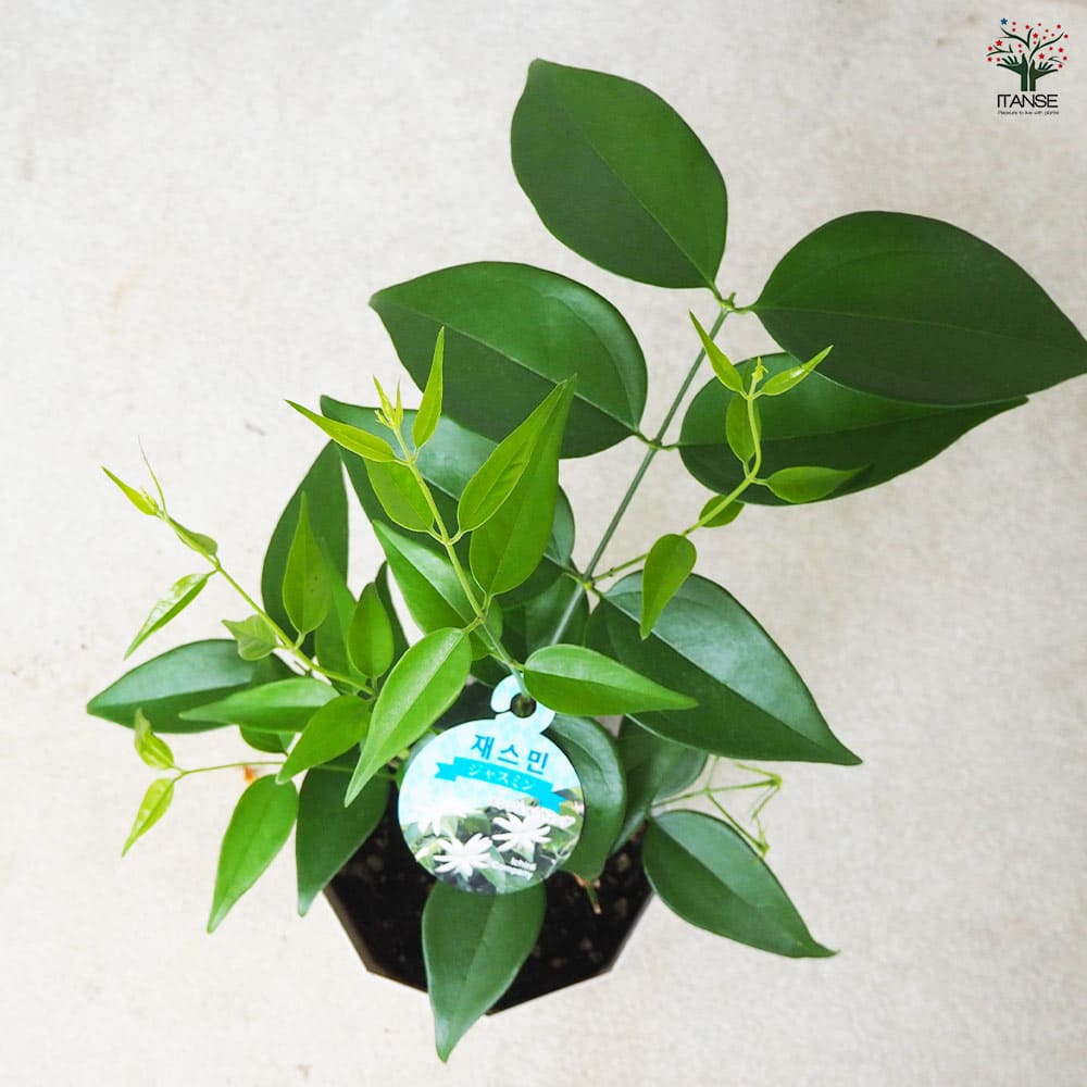 ジャスミン エンジェルウィング 【花苗 4号鉢】｜ 【植物の