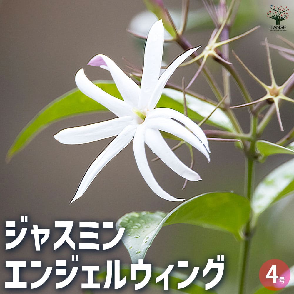 ジャスミン エンジェルウィング 【花苗 4号鉢】