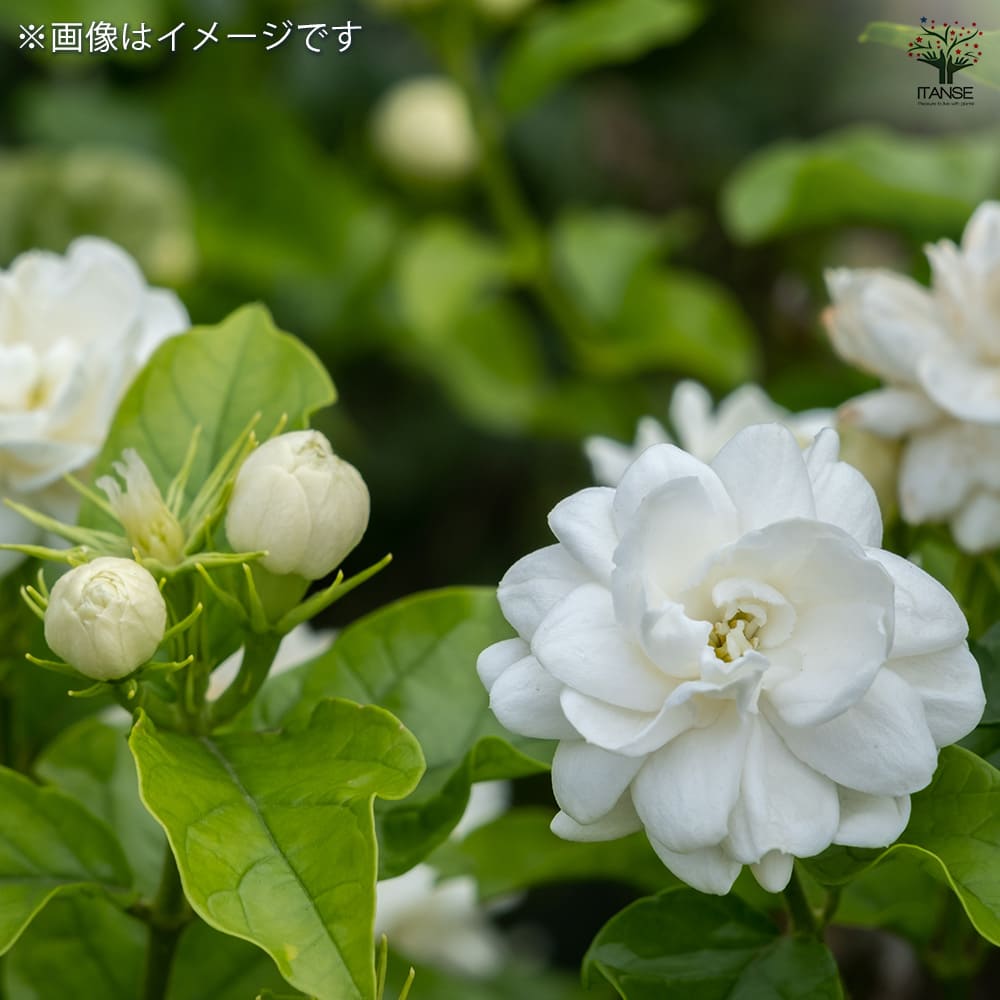ジャスミン マツリカ(アラビアジャスミン) 八重 【花苗 4号ポット