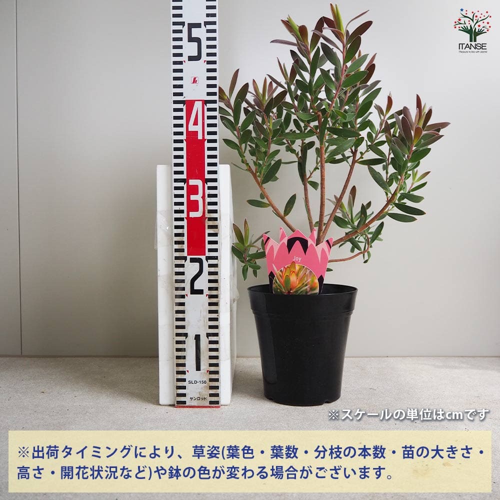 追加商品画像