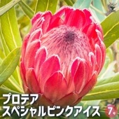 プロテア スペシャルピンクアイス 【花木苗 7号鉢／1個売り】|植木・花木