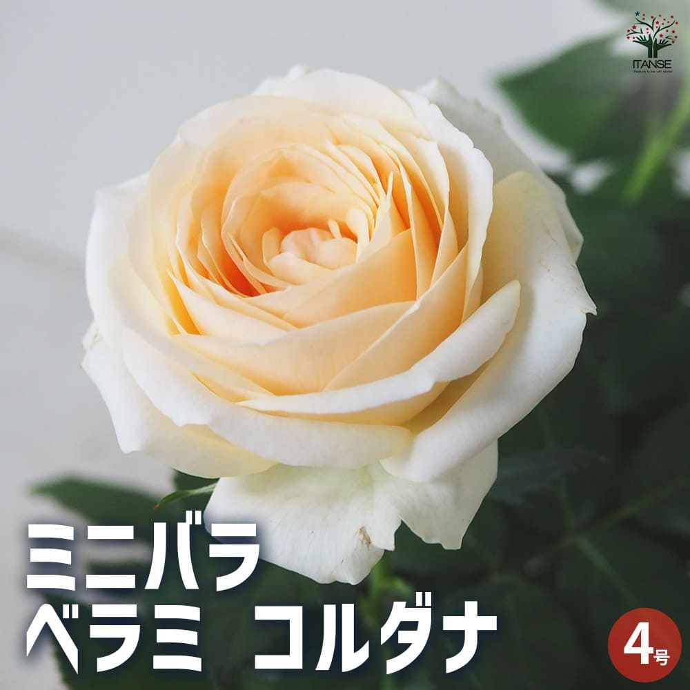 ミニ薔薇 ベラミ コルダナ 【花苗 4号鉢／1個売り】