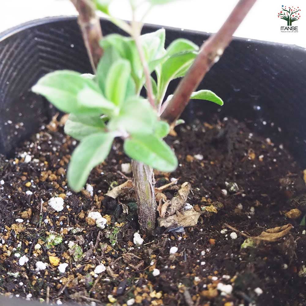 チェリーセージ 【ハーブの苗 9cmポット／お買い得3個セット