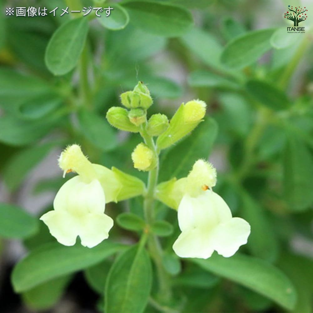 チェリーセージ イエロー【ハーブ苗9cmポット／1個～】｜ 【植物の