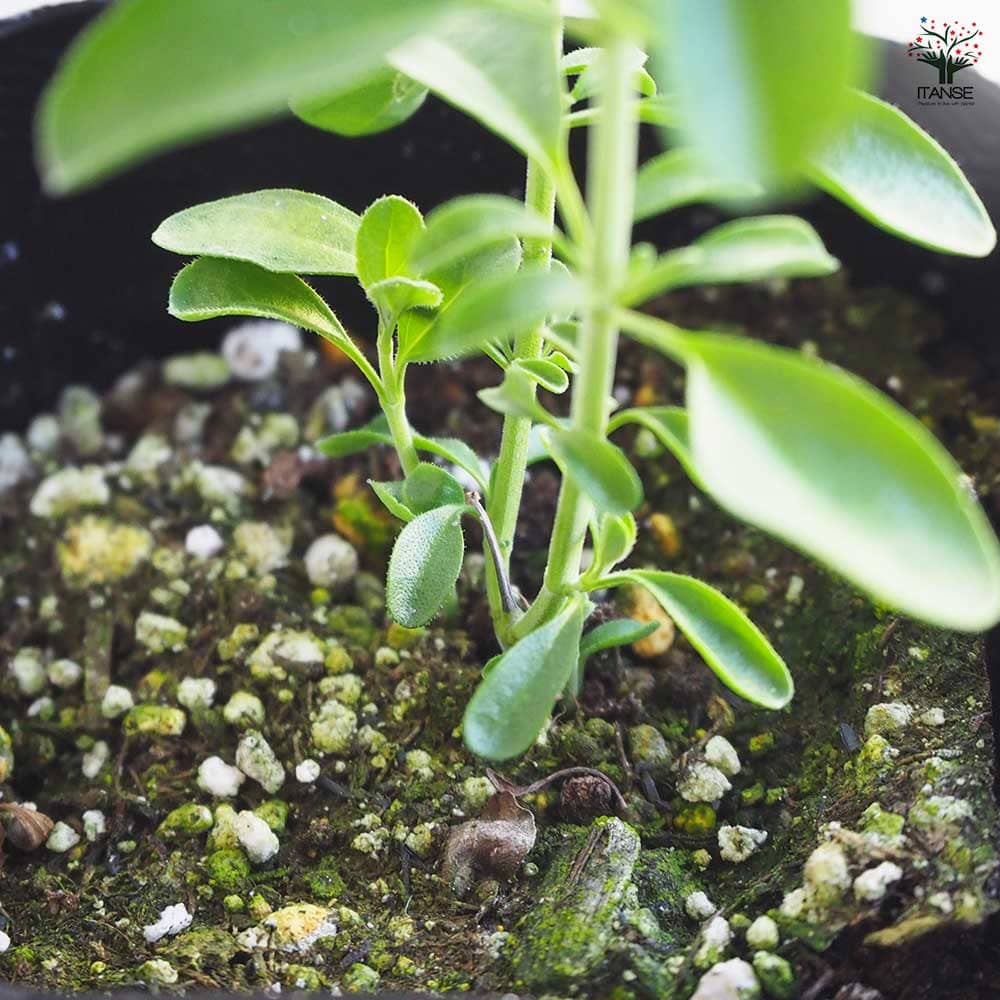 チェリーセージ イエロー 【ハーブの苗 9cmポット／お買い得3個セット