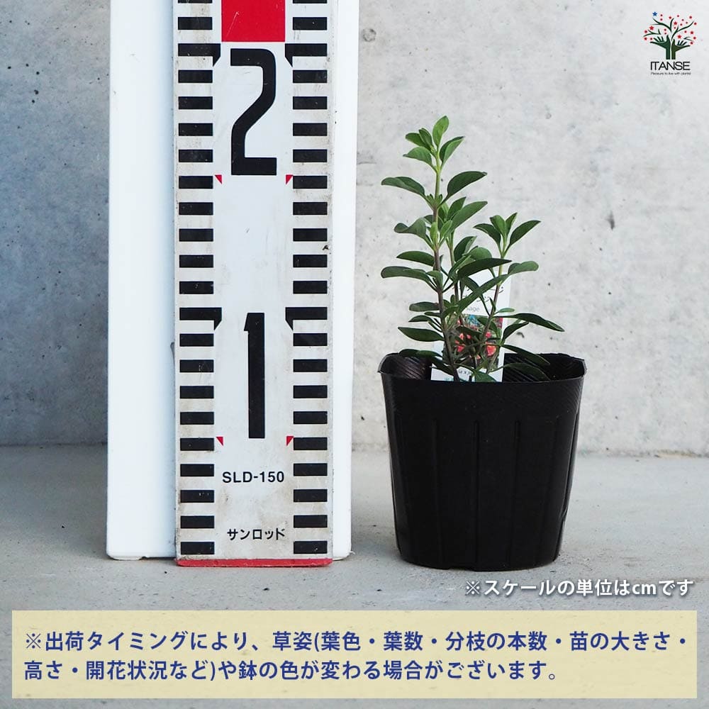 チェリーセージ オレンジ 【ハーブの苗 9cmポット／お買い得3個セット