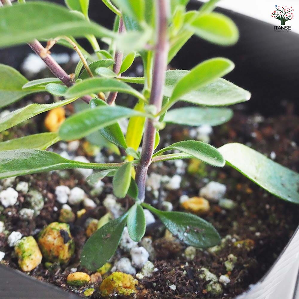 チェリーセージ オレンジ 【ハーブの苗 9cmポット／お買い得3個セット