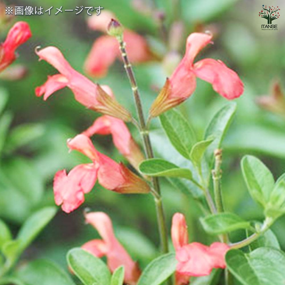 チェリーセージ サーモン【ハーブ苗9cmポット／1個～】｜ 【植物の