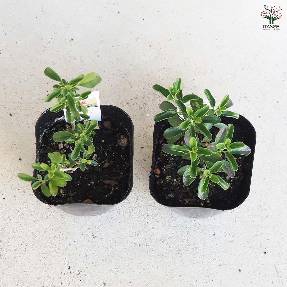 チェリーセージ ライトサーモン 挿し穂4本 園芸ネット本店｜チェリー