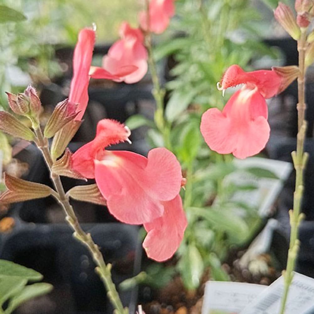 チェリーセージ サーモン【ハーブ苗9cmポット／1個～】｜ 【植物の