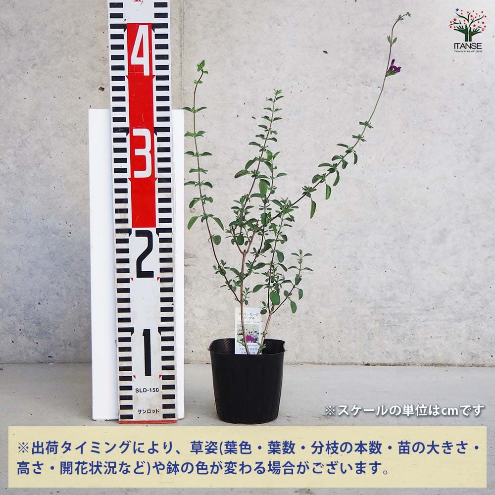 チェリーセージ パープル 【ハーブの苗 9cmポット／お買い得3個セット