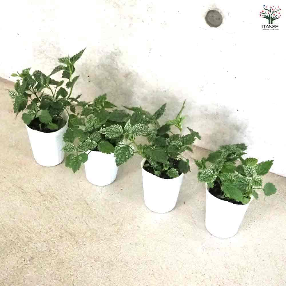 ラミウム ヘルマンズブライト 【花苗 2.5号ポット】｜ 【植物の