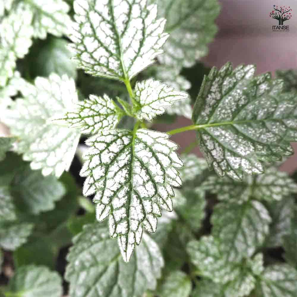 ラミウム ヘルマンズブライト 【花苗 2.5号ポット】｜ 【植物の