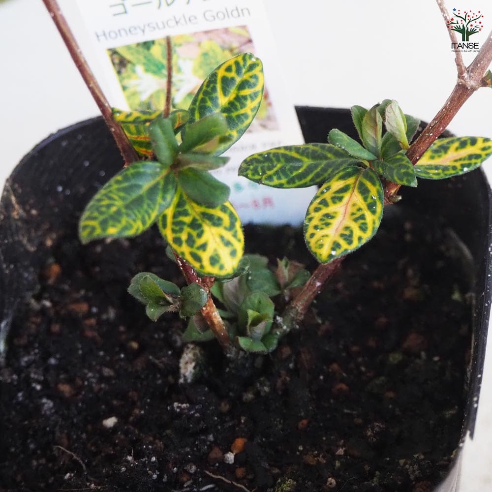 ハニーサックル ゴールデン 【ハーブの苗 9cmポット／お買い得3個