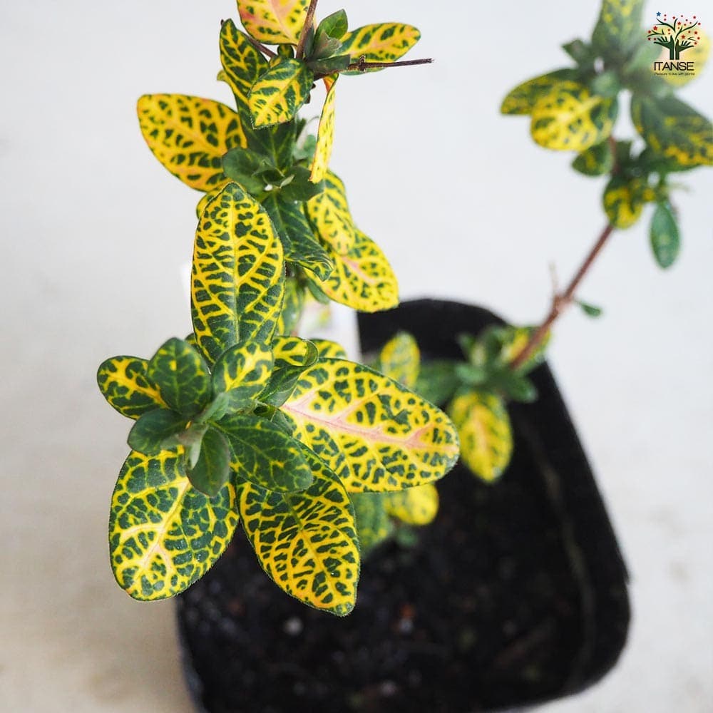 ハニーサックル ゴールデン 【ハーブの苗 9cmポット／お買い得3個