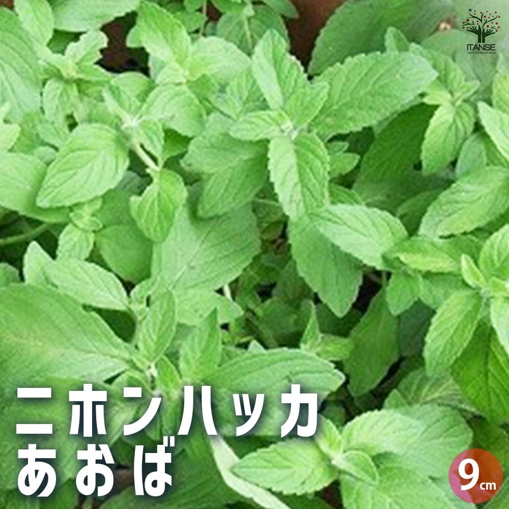 ニホンハッカ あおば 【ハーブの苗 9cmポット／お買い得3個セット】