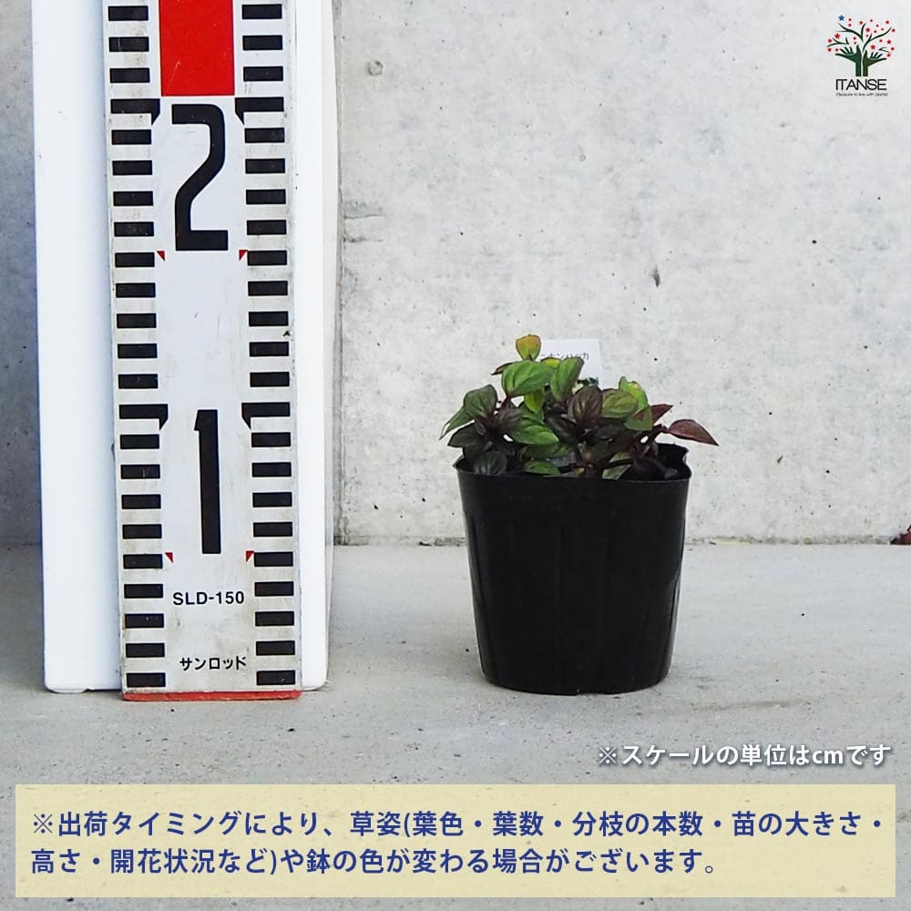 ニホンハッカ ほくと 【ハーブの苗 9cmポット／お買い得3個セット