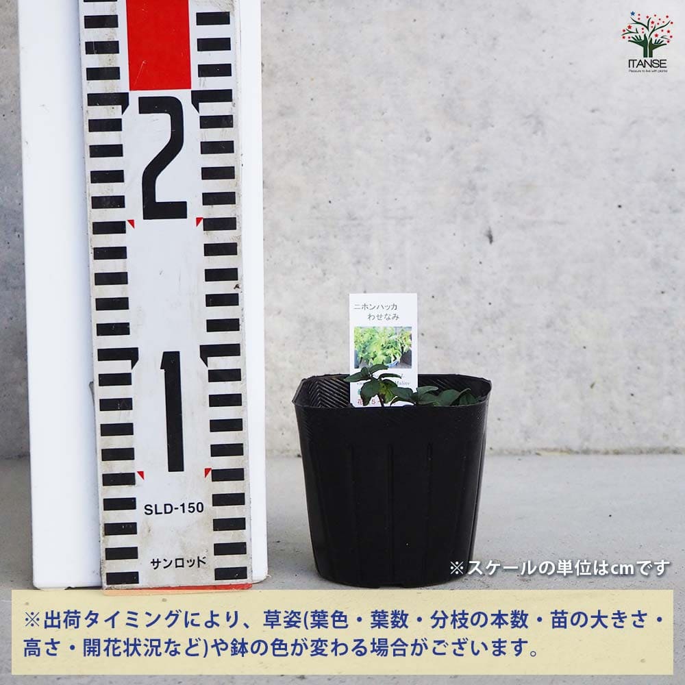 ニホンハッカ わせなみ 【ハーブの苗 9cmポット／1個～】｜ 【植物の