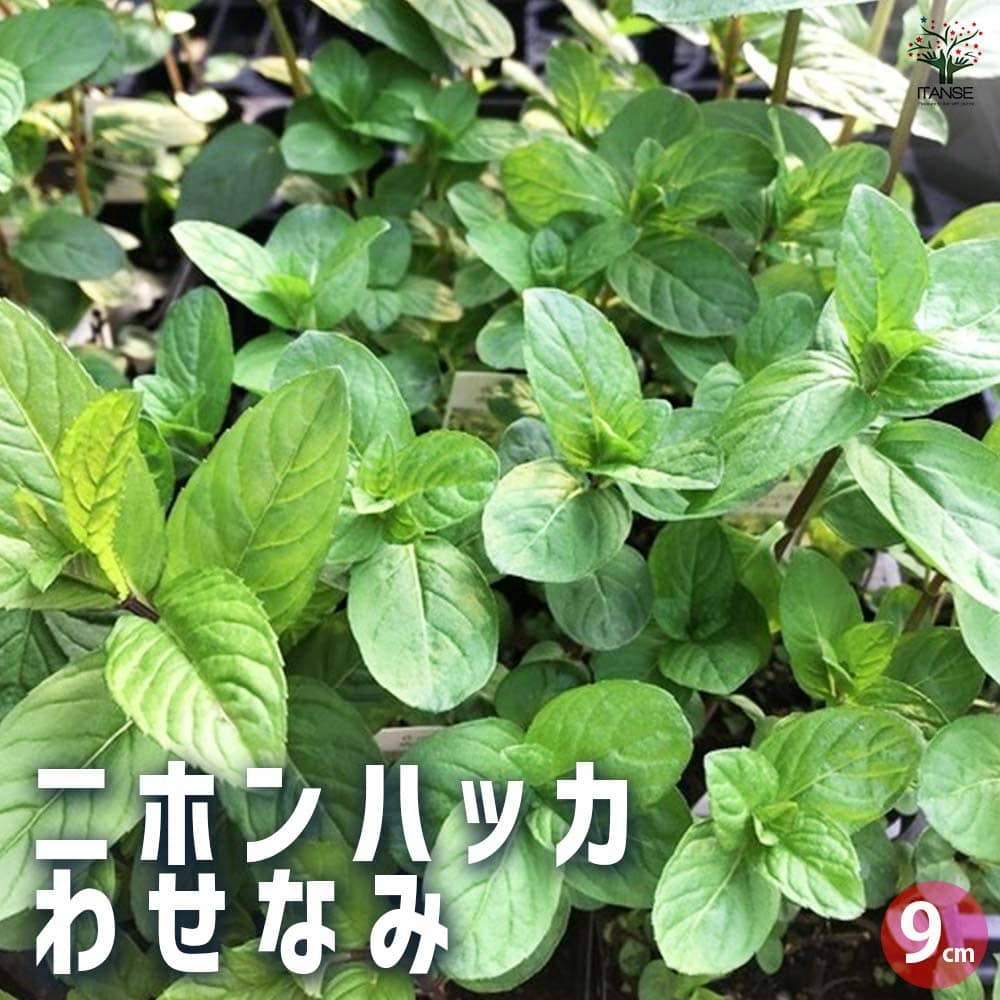 ニホンハッカ わせなみ 【ハーブの苗 9cmポット／お買い得3個セット】