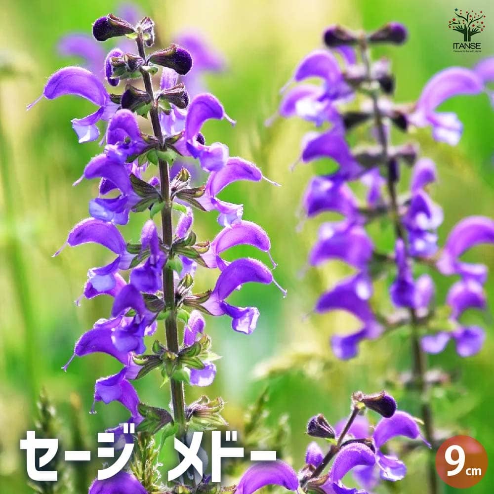 セージ メドー 【ハーブの苗 9cmポット／お買い得3個セット】
