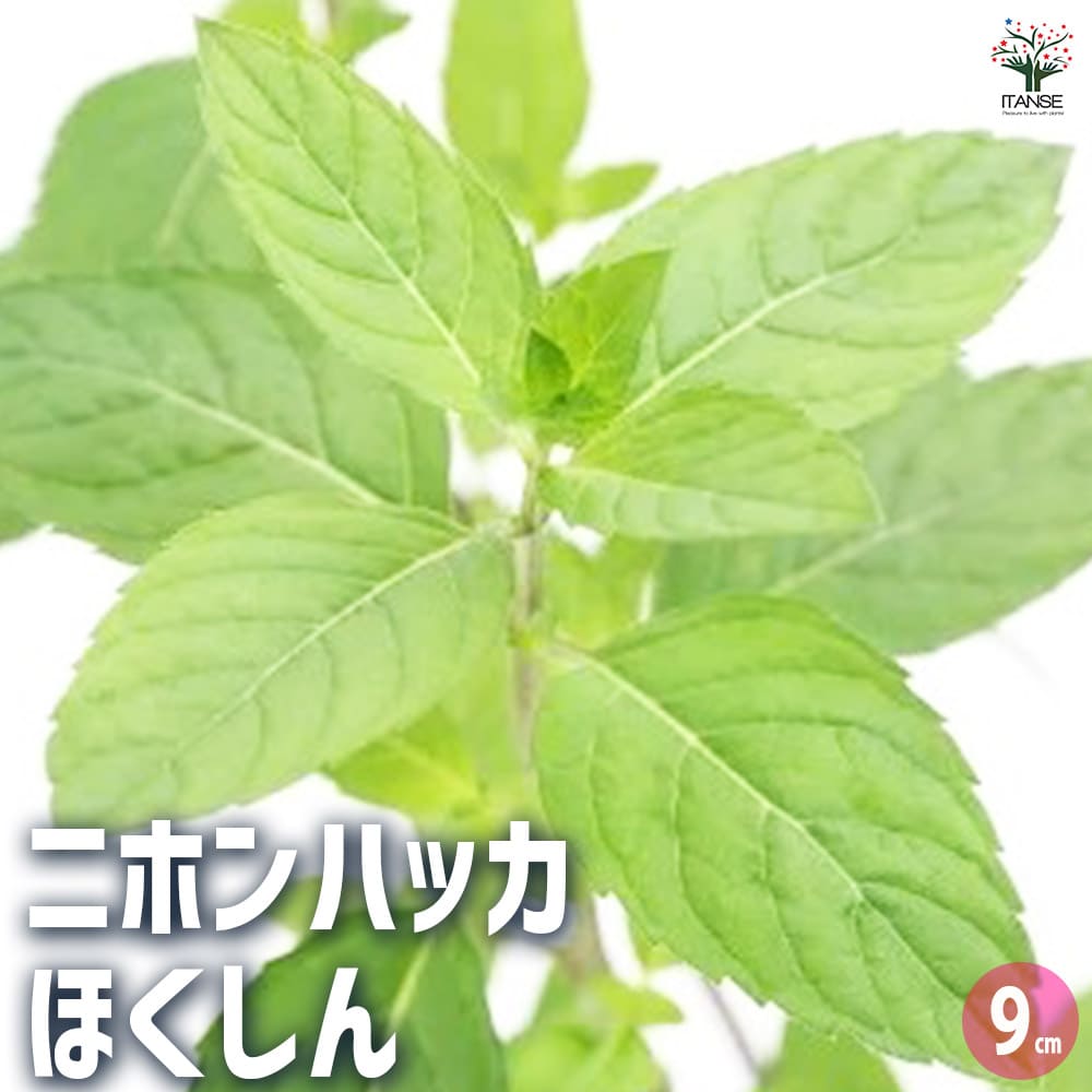 ニホンハッカ ほくしん 【ハーブの苗 9cmポット／お買い得3個セット】