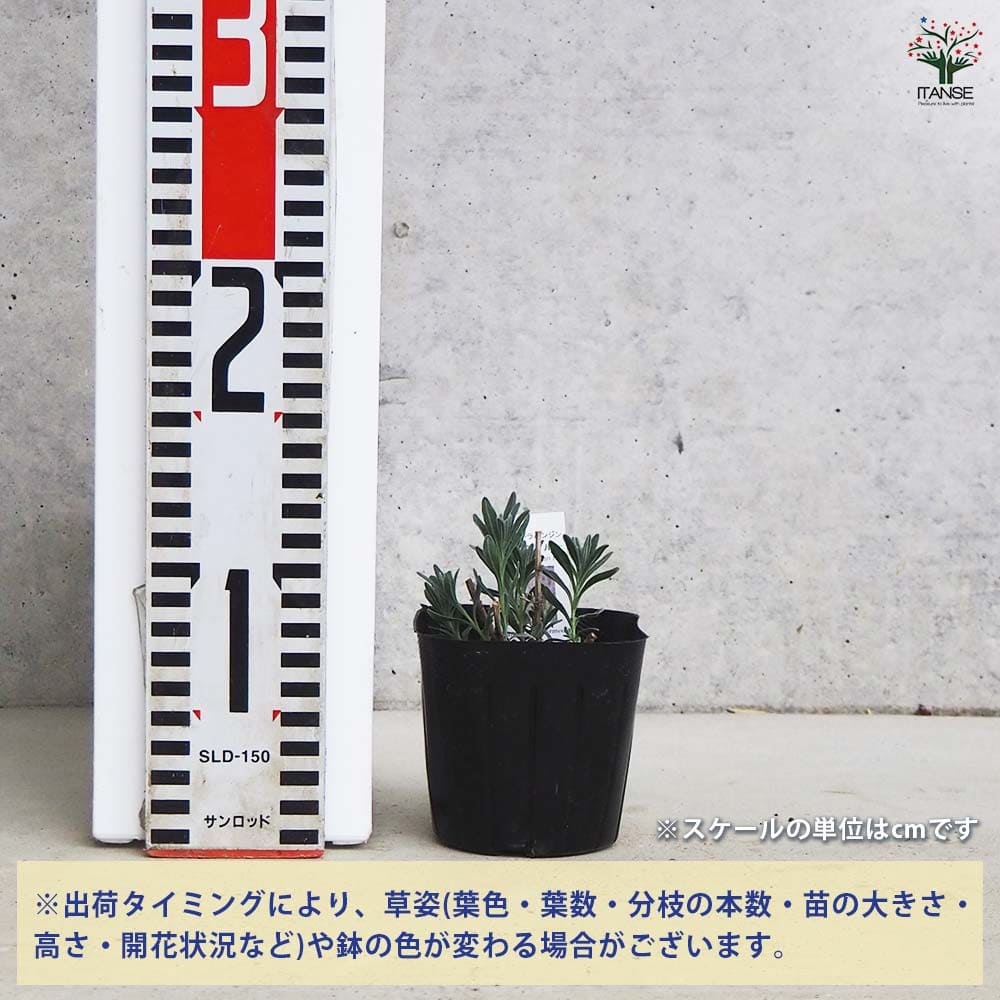 ラベンダー ラバンジン グロッソ セビリアンブルー 【ハーブの苗 9cm